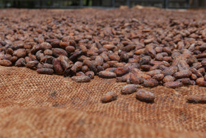 My trip to Ecuador with Republica del Cacao